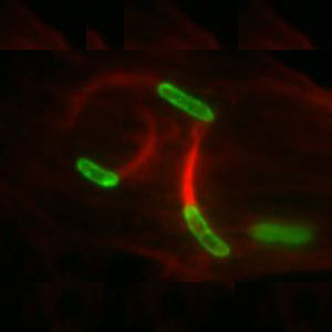 Intracellular actin tail formatio