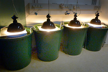 Long-term mesocosm experiment Long-term mesocosm experiment