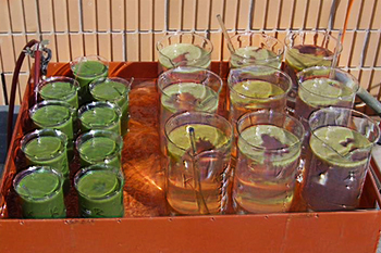 Gläser mit Wasser und Plankton