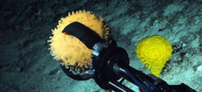 Deep-sea glass sponge