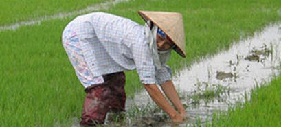 Mann bei Arbeit in Reisfeld
