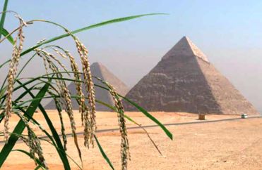 Rice in front of Gizeh pyramid