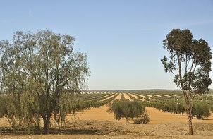 olive plantation in Tunisia