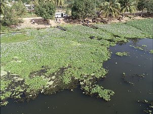 water hyacinths