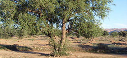 Argan-Tree