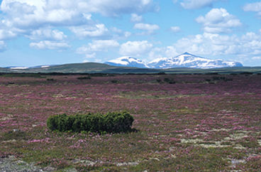 Landscape in Sweden