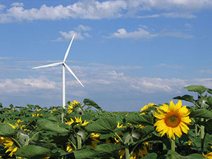 Sun flowers with wind power wheel