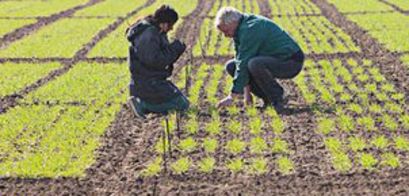 Two scientists control the plants in the field
